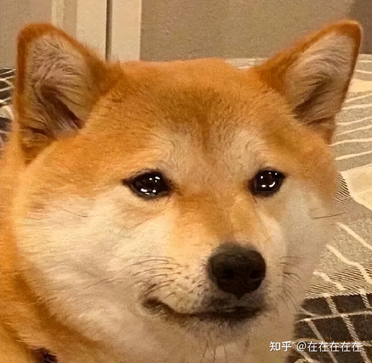 京东自杀式物流援沪，阿里副总裁连夜跑路