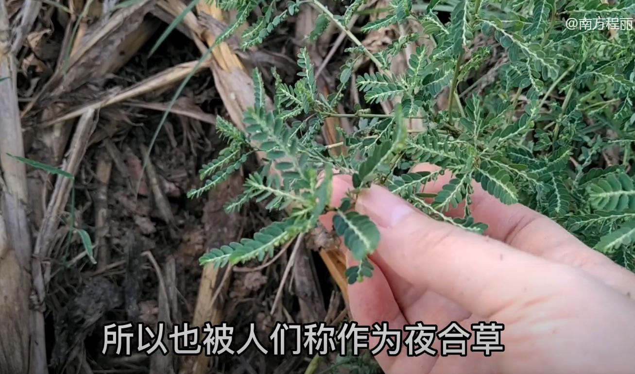 叶下珠护肝,叶下珠有养肝护肝的功效吗