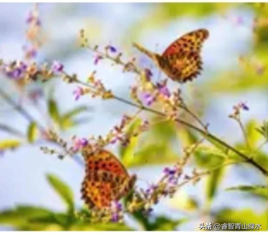 让我痴，让我醉，让我爱你没商量。