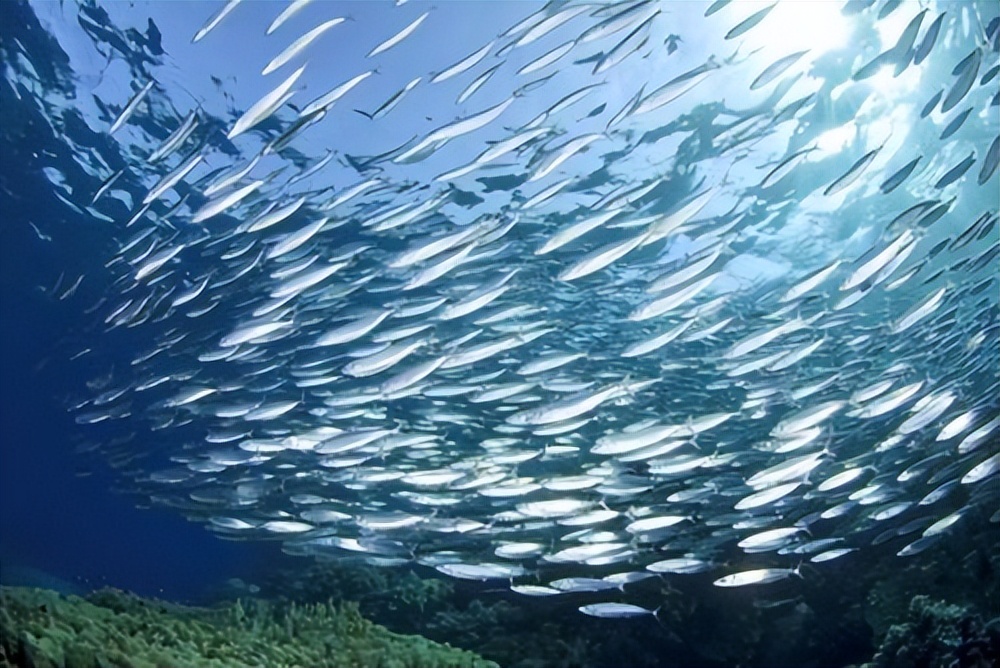 世界第一渔港,世界第一渔港为什么没有捕鱼