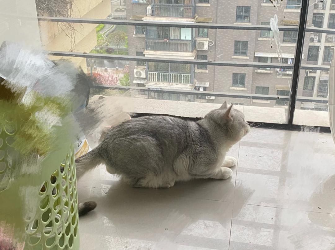 我家猫骂了一只鸟，被它追着喷了五天屎！网友：赶紧搬家吧...