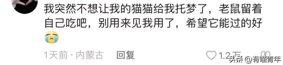 4个月的小奶猫爬上11楼求收养,破大防被拒绝