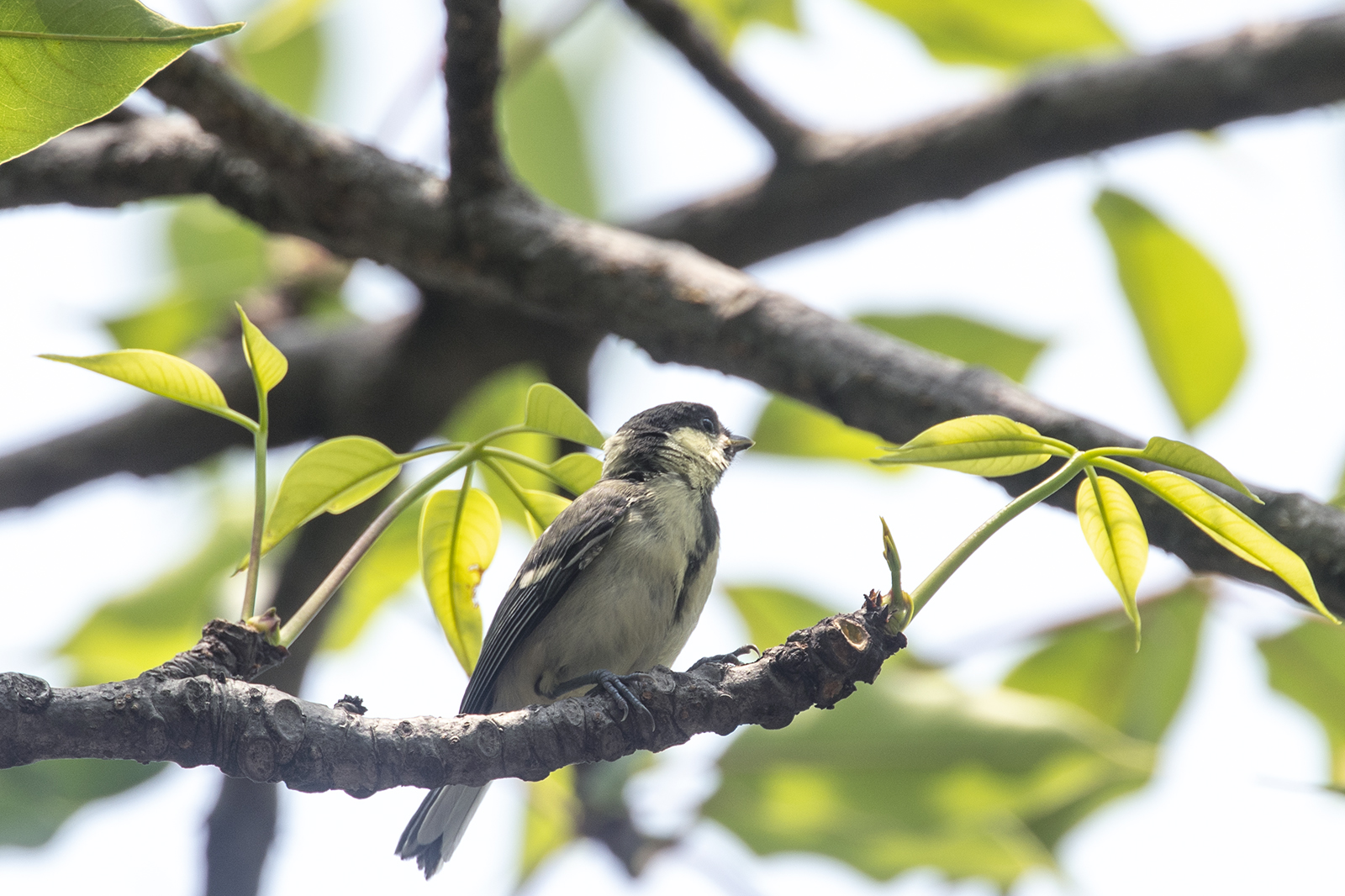 打鸟摄影摄像独脚架，生产力工具佳鑫悦三脚架