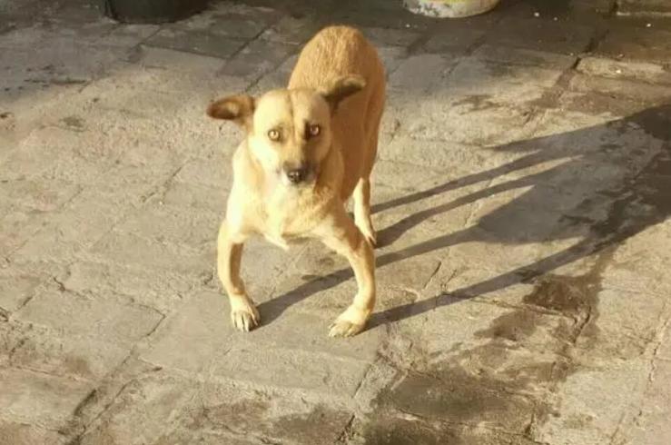 狗狗有几种表现要注意,狗狗有这几种情况说明上火了