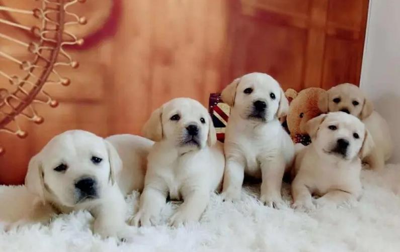 狗市买狗=肉包子打狗？普遍活不过七天，养宠小白重灾区