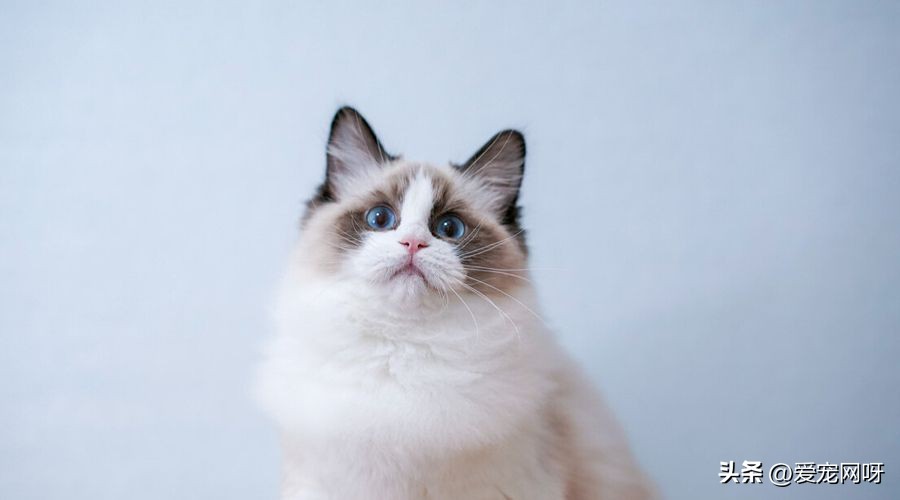 猫咪品种大全及图片,猫咪品种大全视频