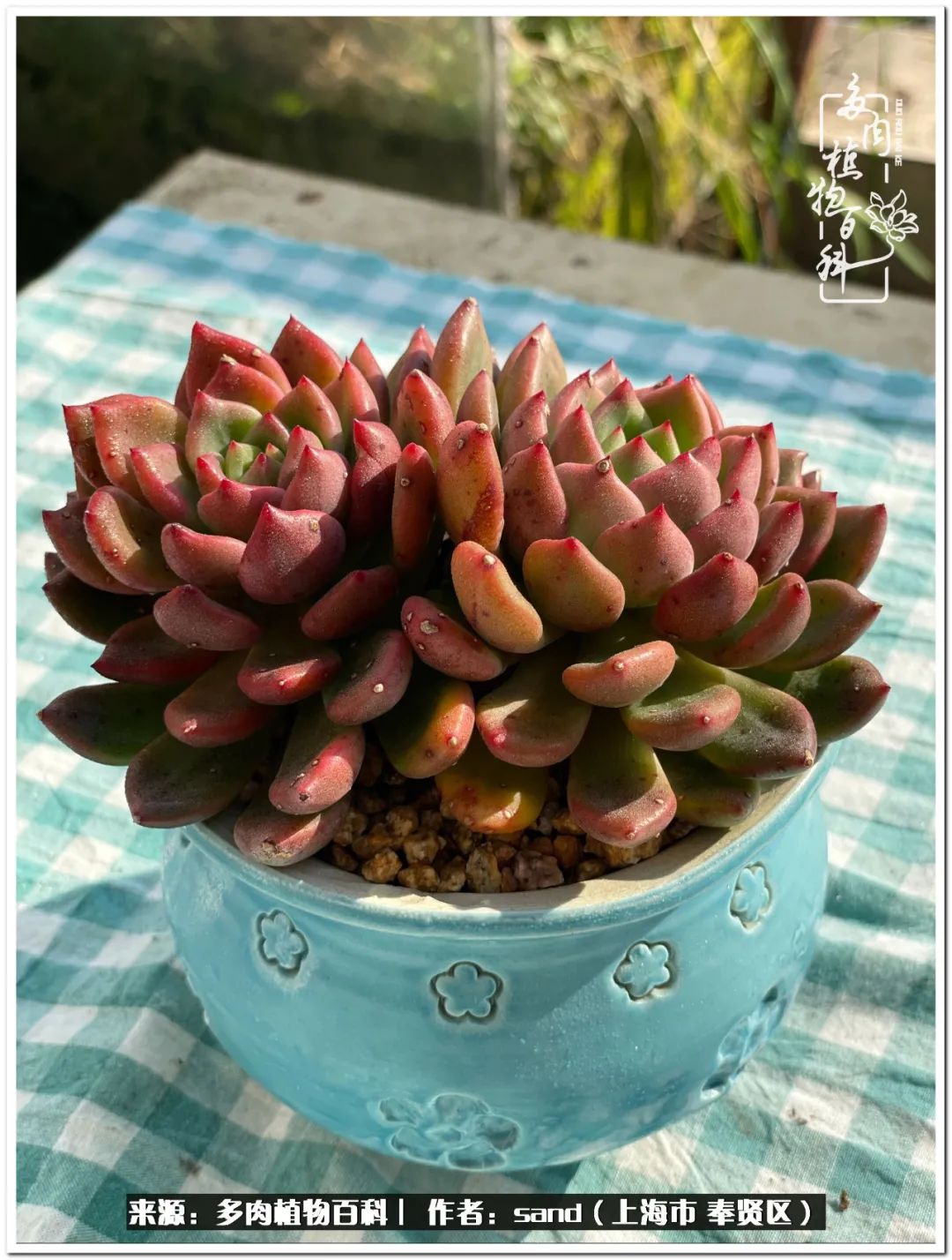 养点花草给生活添点乐趣,养点花花草草心情自然会好