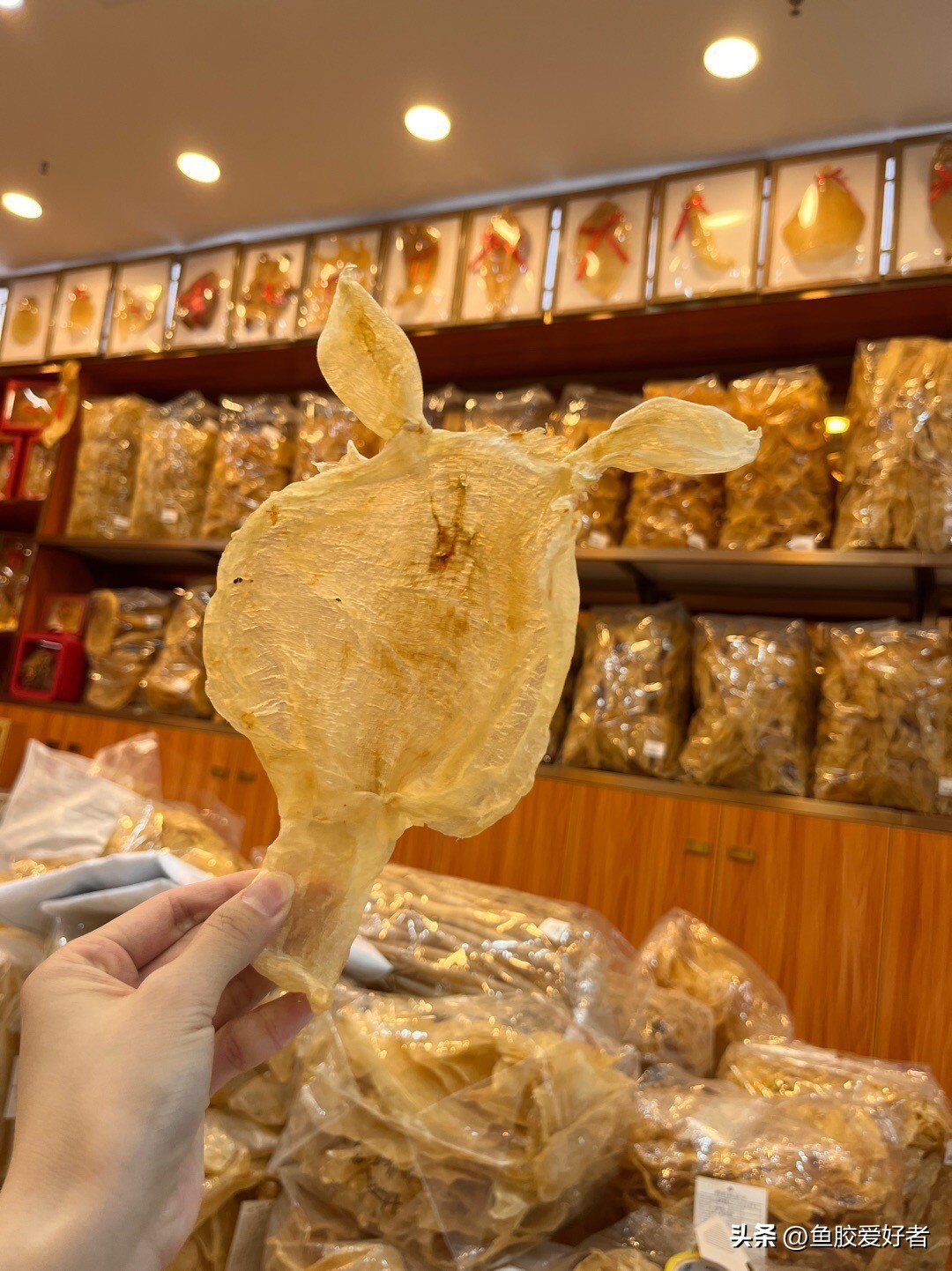 北海胶热销,北海鱼胶的营养价值