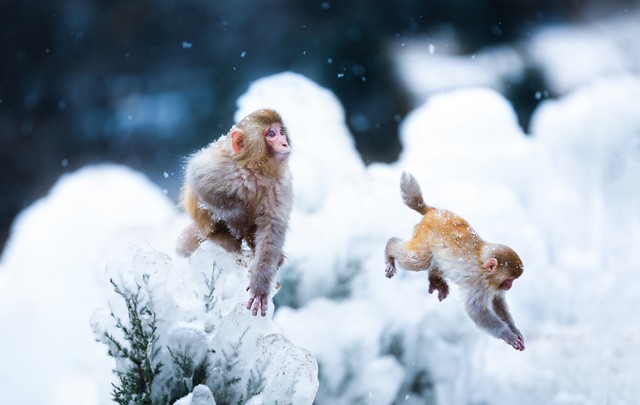 68年生肖猴女晚年怎样,68年生肖猴的晚年宿命
