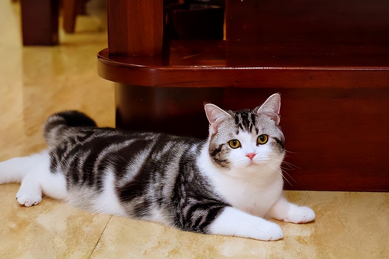 最受欢迎的猫咪十大排名,盘点目前五种最受欢迎的猫咪