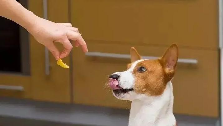 新手养狗100句口诀,土狗新手养狗基础知识