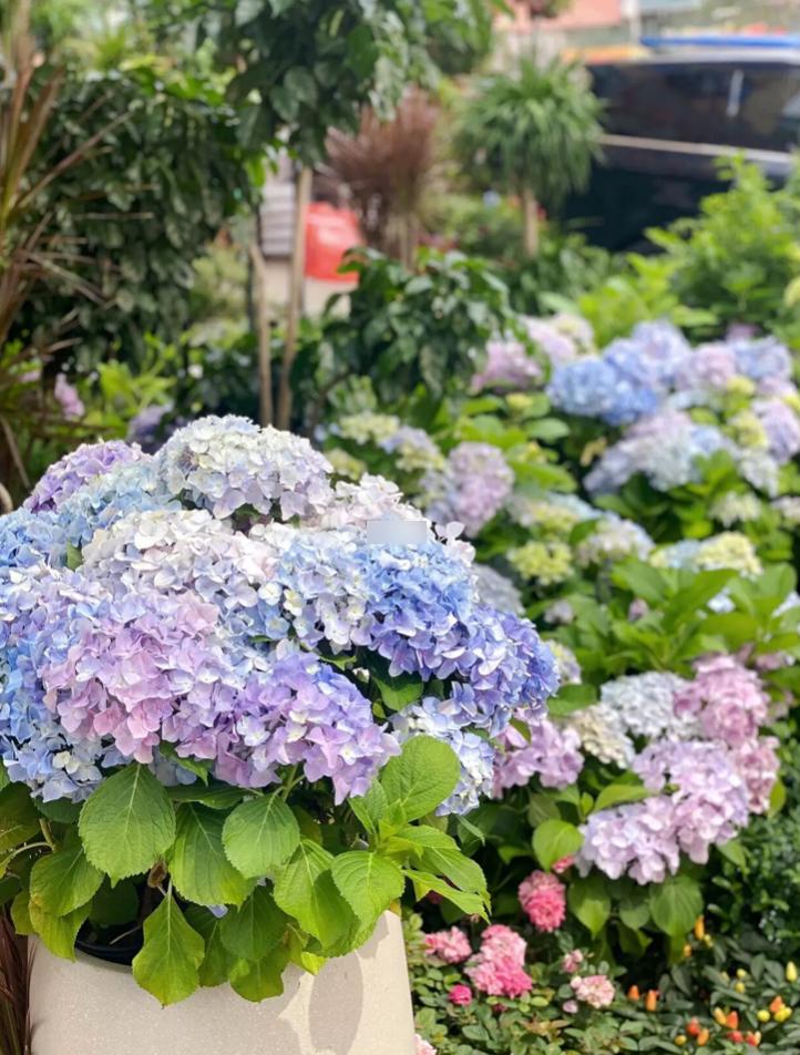 母亲节鲜花花束深圳,深圳福田区母亲节鲜花