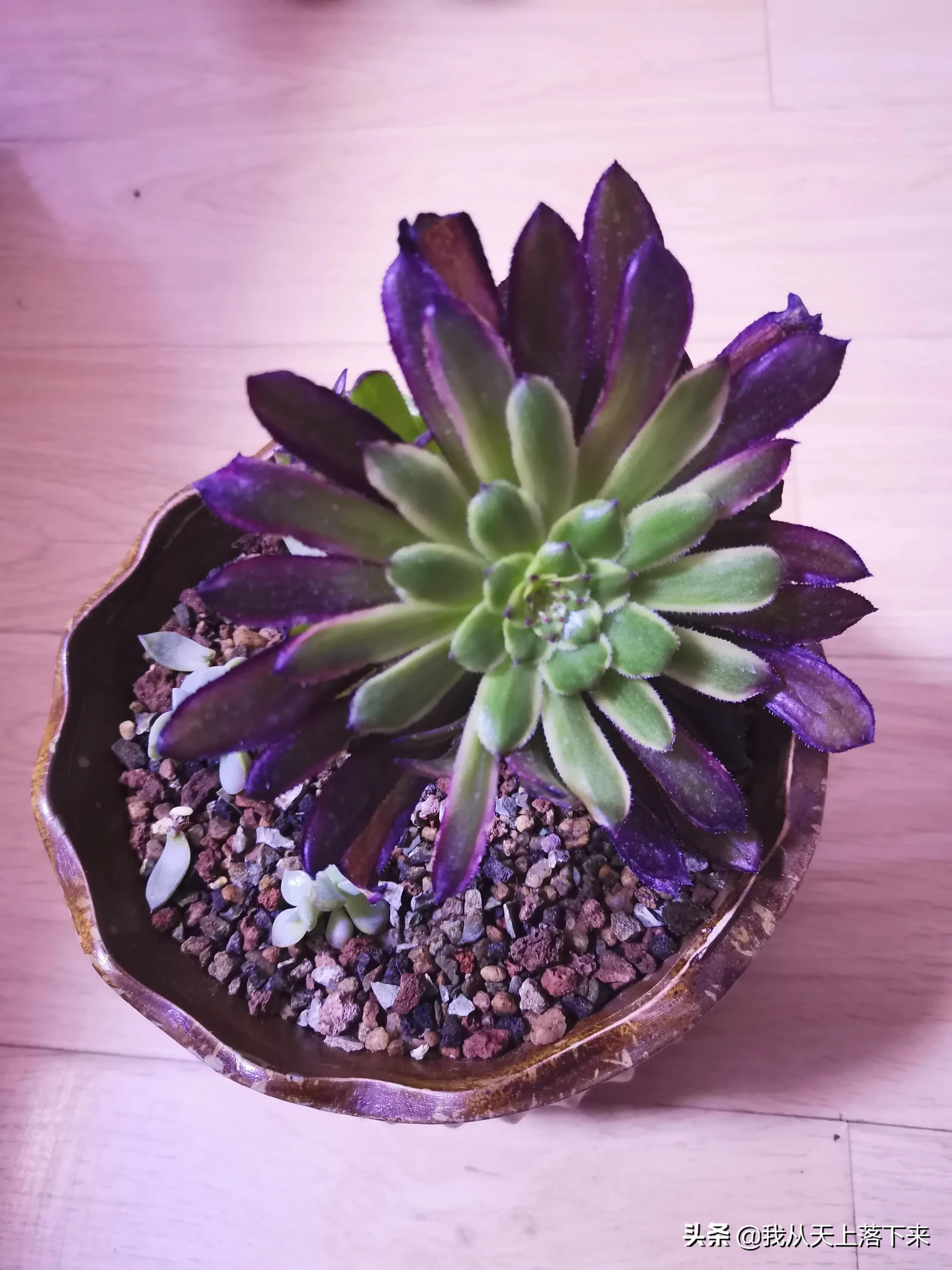 多肉品种及图片大全欣赏,多肉品种辨别图片大全欣赏