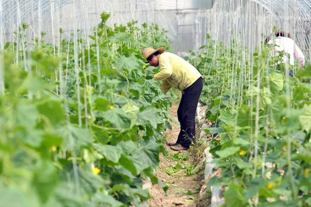 杀虫效果持久的农药,杀虫好的药物