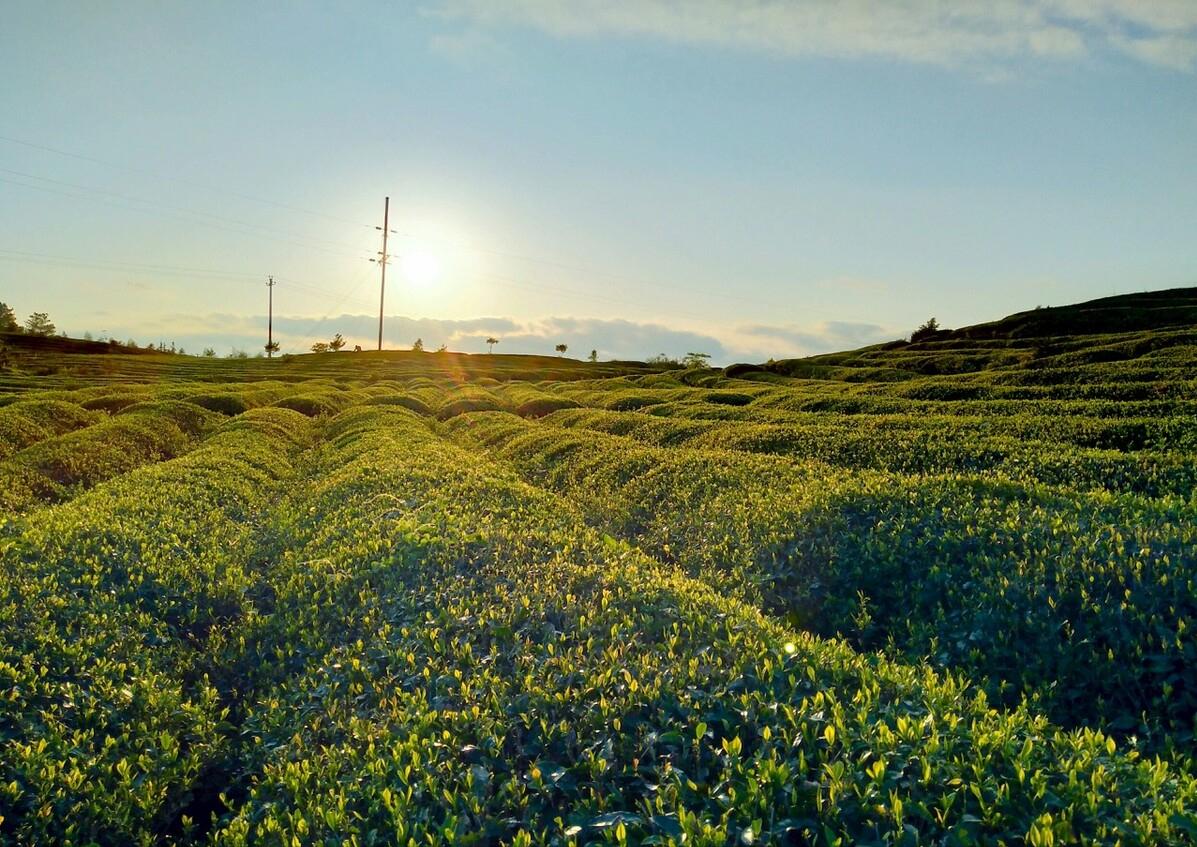 为什么茶叶店里永远没人却很赚钱,为什么茶叶店都没人