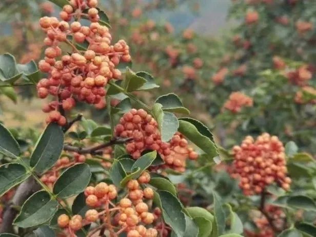 韩城专业花椒合作社,韩城市富民核桃专业合作社