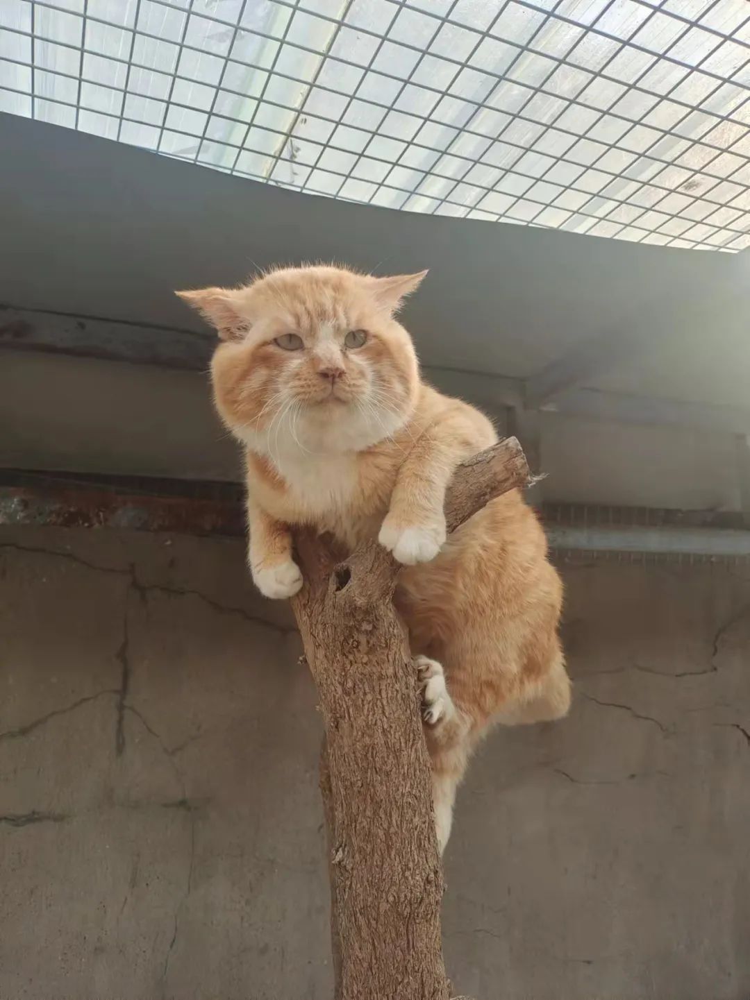 打遍猫群无敌手,猫中小霸王胖咪的幸福喵生