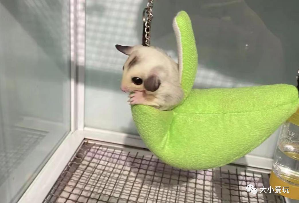 北京最美的花鸟市场,北京值得逛的花鸟市场