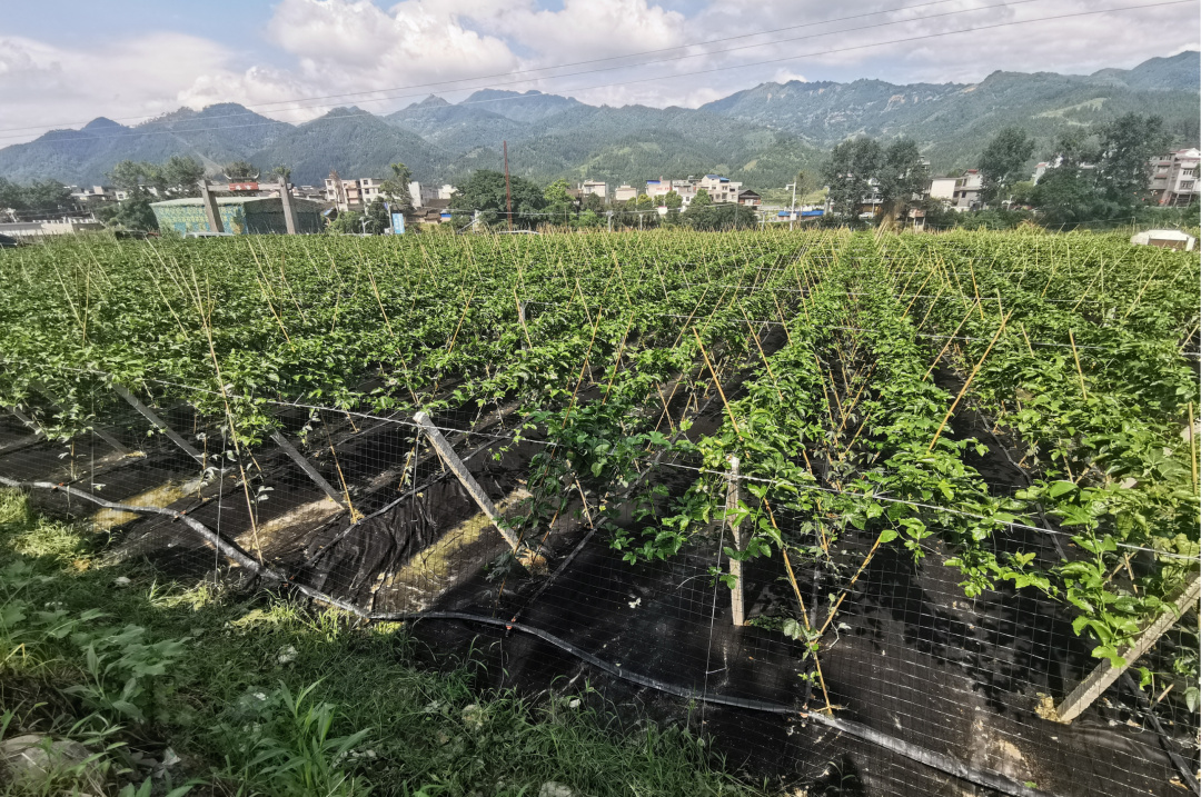 百香果哪个品种最高产,黄金百香果种植如何管理才能高产