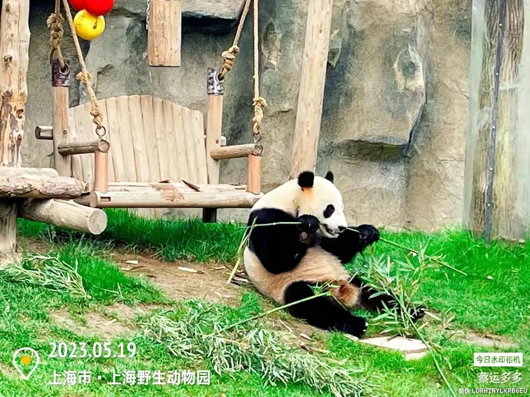 中国最大的野生动物园是哪个城市,中国最大野生动物园