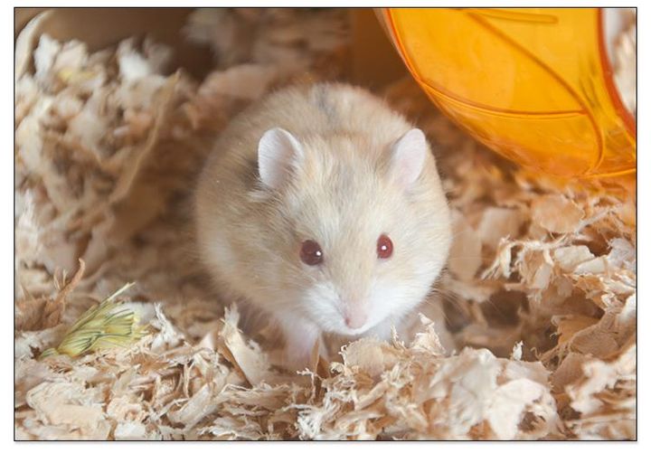 新手怎么养仓鼠教程,新手如何正确养仓鼠