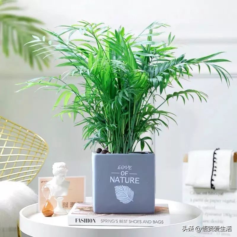 养什么花可以预防甲醛,什么花除甲醛且无毒