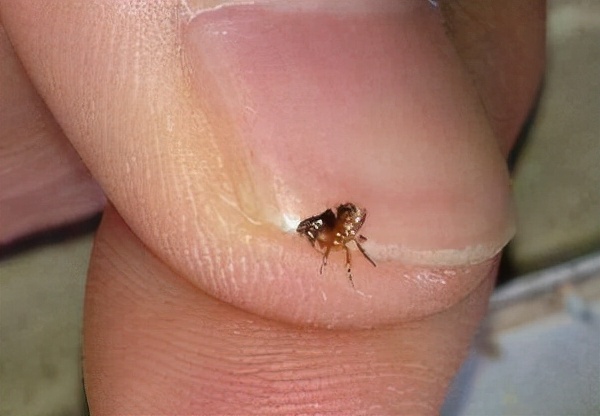 草坪虫子咬红肿硬块,草坪被虫子咬肿了怎么办