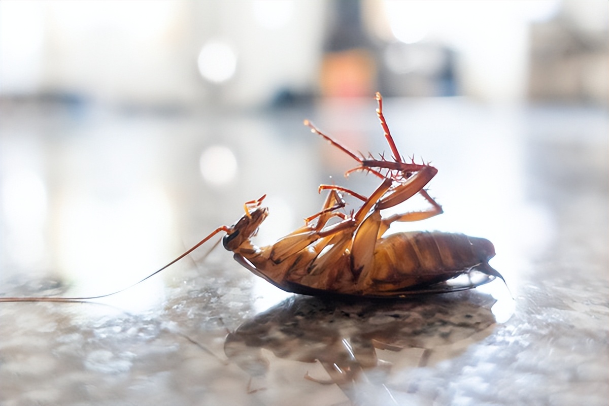 厨房有蟑螂怎样才能彻底消灭干净,房子蟑螂多怎么能消灭干净