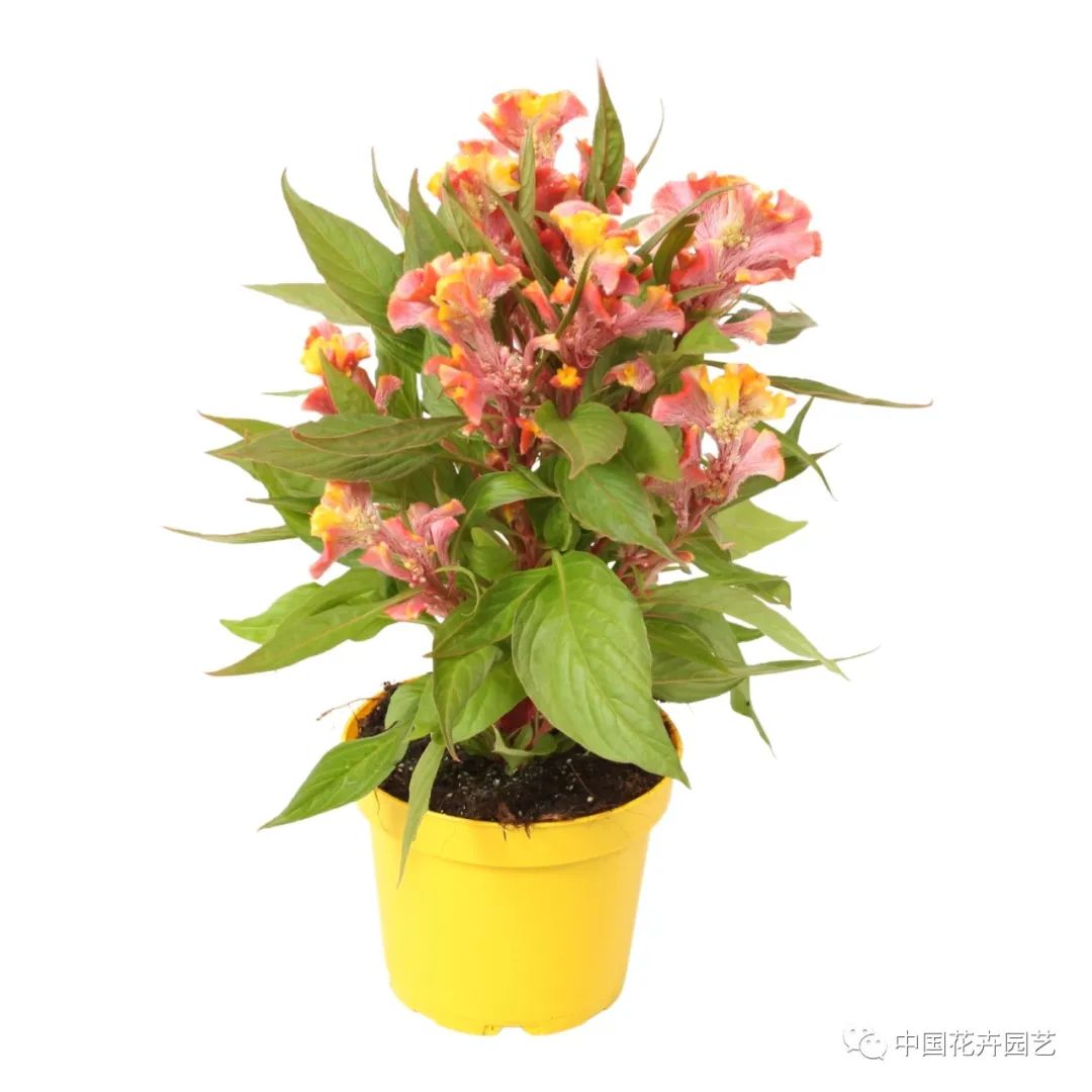 荷兰年度Glazen Tulp新奇植物奖15件产品名单公布 | 每周国际花讯