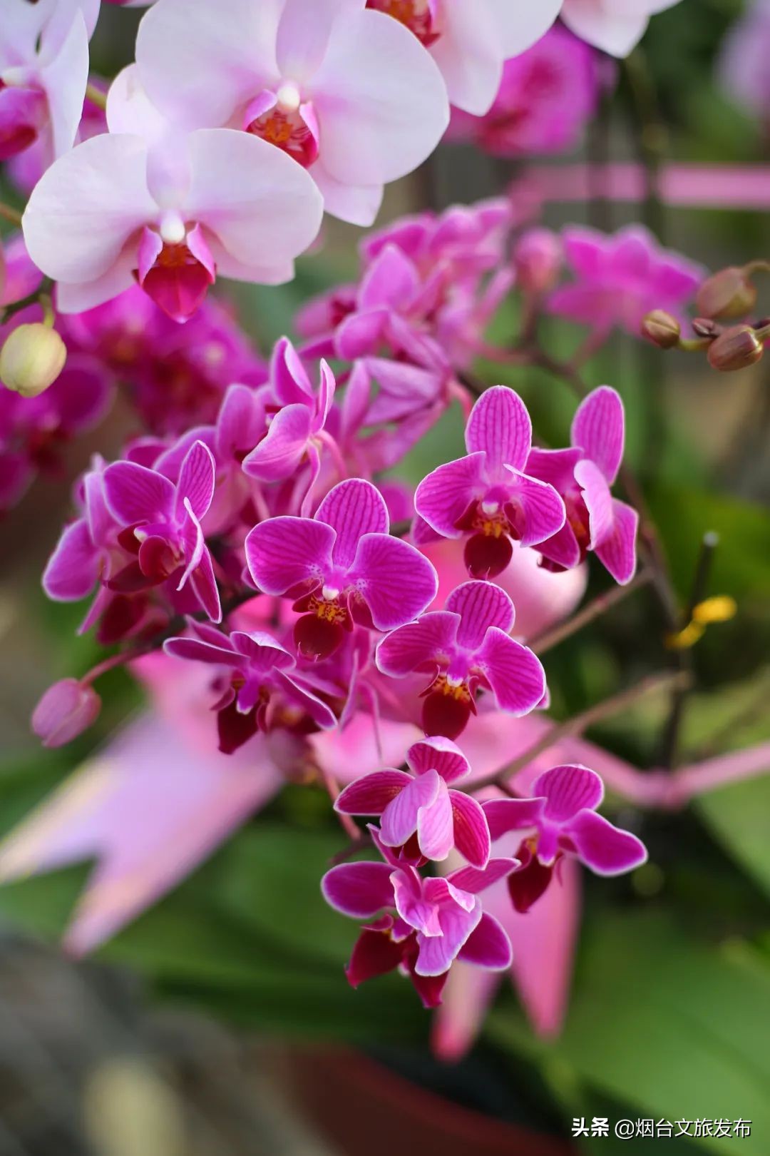 烟台祥和花鸟市场,烟台花鸟市场