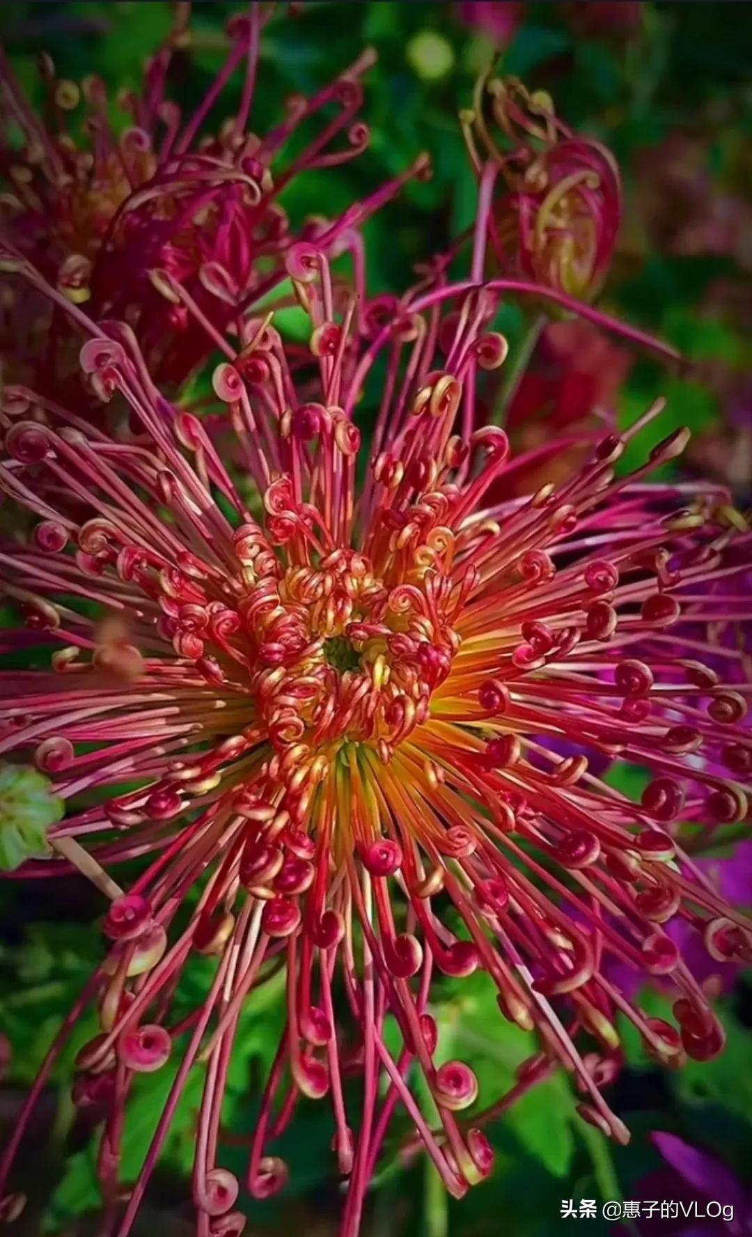 每朵花儿都有它盛开的意义,每一朵花开都有它的意义