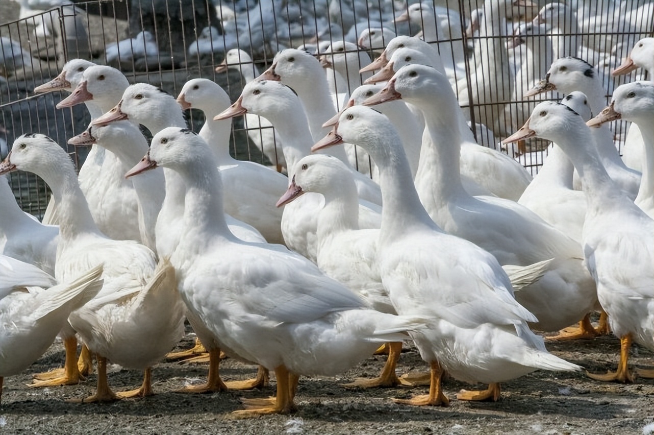 鸭子咳嗽症状图,鸭子咳嗽什么样子