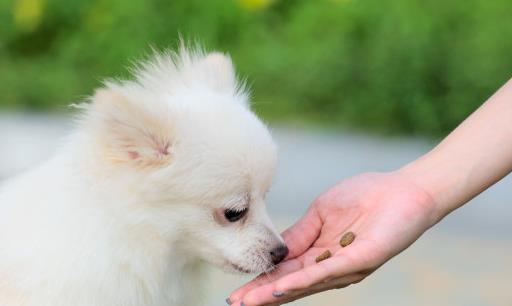 6个月宝宝口臭怎么回事,6个月小狗挑食怎么办