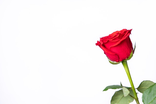 她对我说:“若想通了,情人节那天,你就送我一束红玫瑰!”