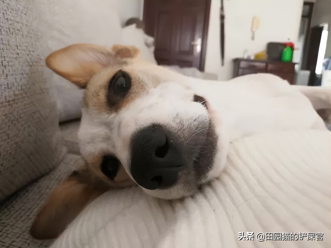 养猫比养狗好的地方是不需要拴绳,养猫不封窗下一句