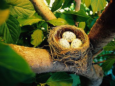 大学生掏16只鸟被判10年真实情况,大学生掏鸟16只获刑10年半的原因