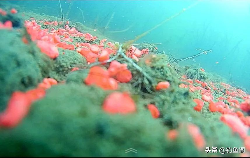 野钓什么鱼用果酸好,野钓加果酸诱鱼视频