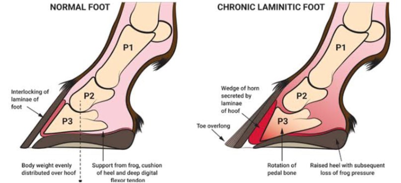 赛马断腿后，为什么会被安乐死？