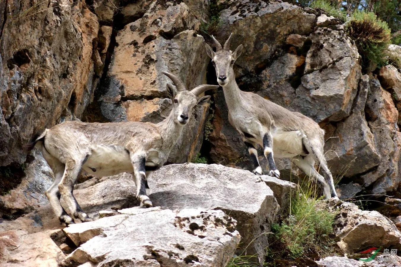 中国羊肉大全,全国各地顶级羊肉