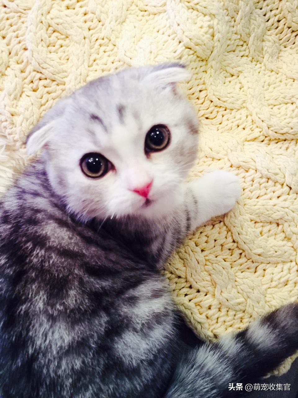 猫咪怀孕注意事项和饮食禁忌,猫咪怀孕的期间需要注意什么