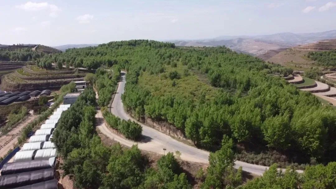 土蛋蛋变金蛋蛋千亩马铃薯喜丰收,甘肃金蛋蛋马铃薯