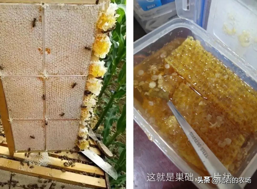 盘点市面五种常见蜂巢