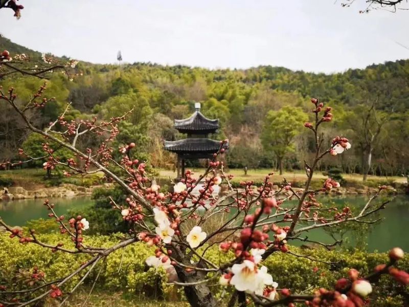 苏州人最钟情的赏梅圣地开花啦,中国赏梅好去处苏州赏梅花