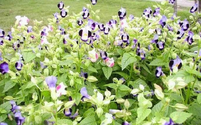 风情三亚之六：兴隆热带植物园