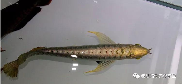 金头过背金龙鱼怎么饲养,金龙鱼如何饲养避免掉眼
