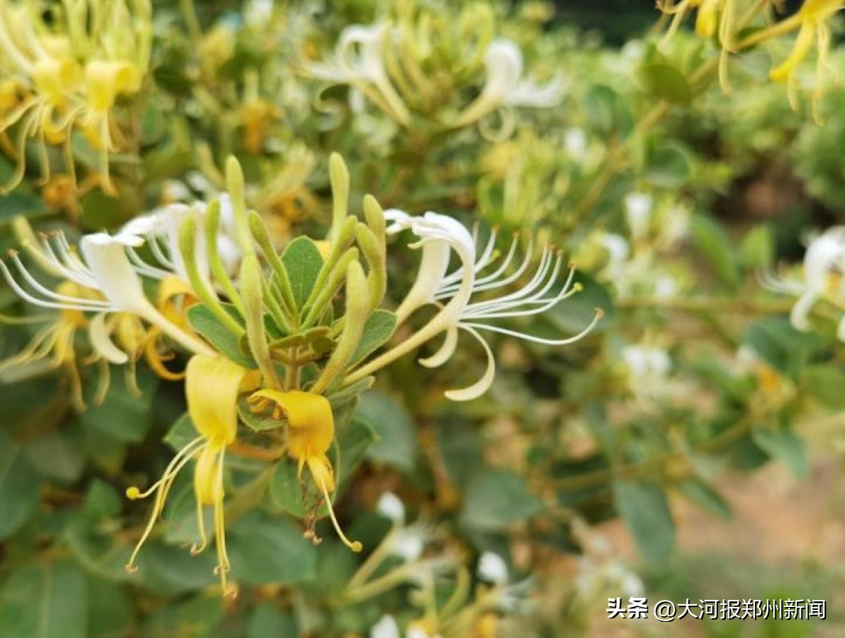 新密市二宝花种植基地,密二花