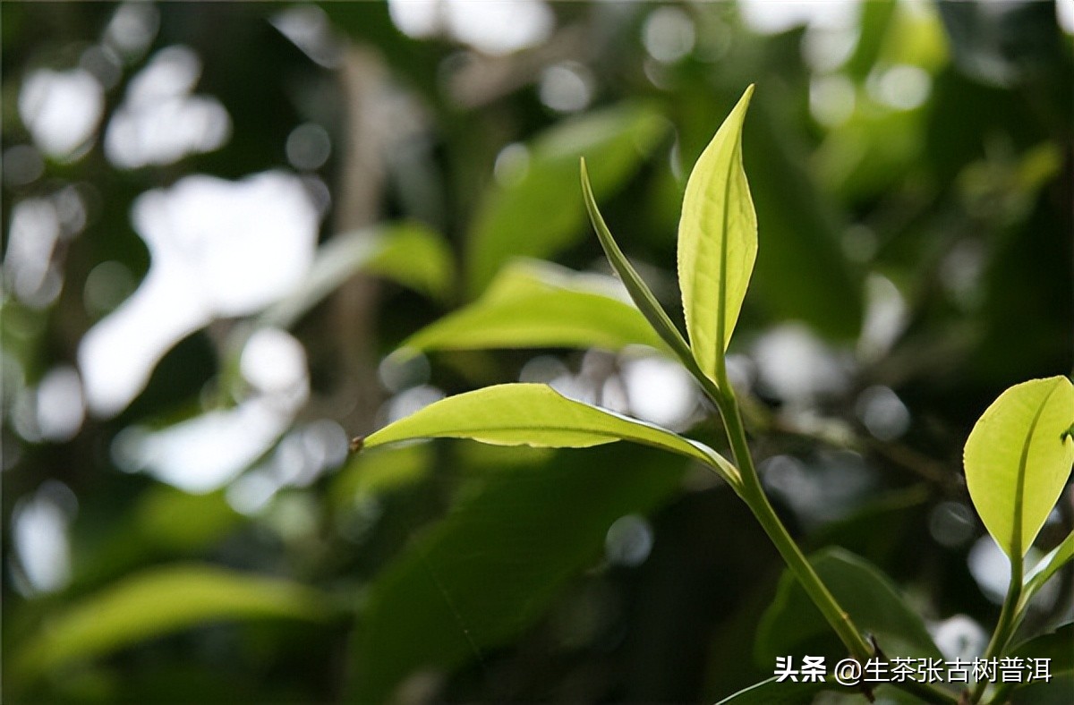 临沧南糯山普洱茶特点,南糯山普洱茶品质特色