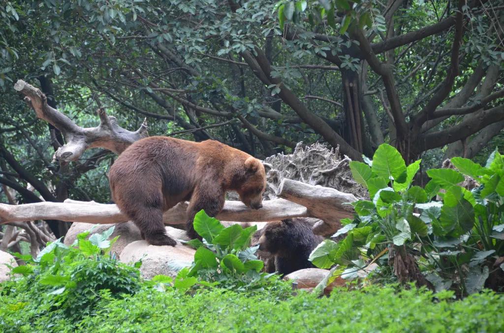 广州长隆野生动物世界有大象吗,广州长隆野生动物世界有多少动物