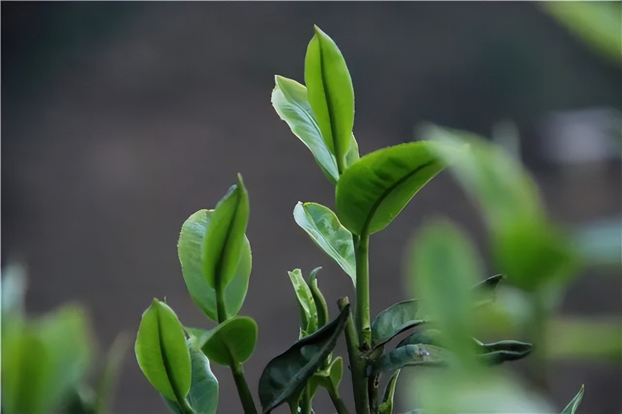 普洱茶的进阶史,聊聊普洱茶历史
