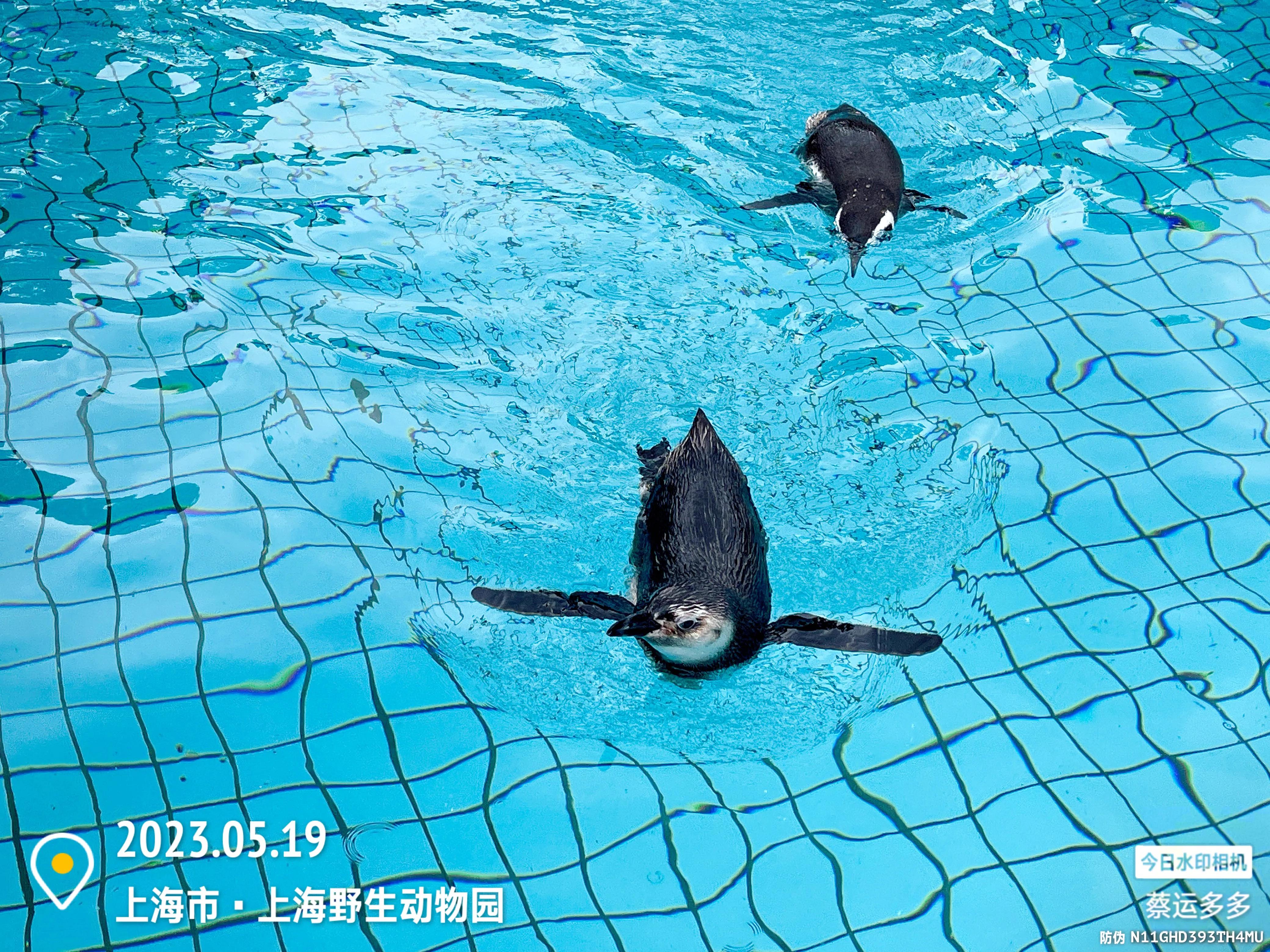 我喜爱的动物是小猫,什么动物招人喜爱